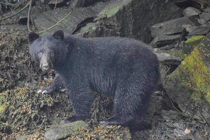 Small-Group Zodiac Wilderness Adventure from Ketchikan - The Sum Up: Is This Tour Right for You?