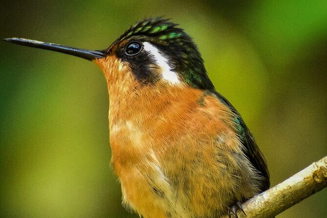 Small Groups Birding at Monteverde Cloud Forest - Small Groups Birding at Monteverde Cloud Forest: A Detailed Review