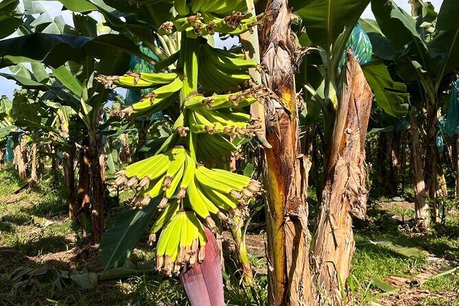 Small train tour of a banana farm in Martinique - Final thoughts