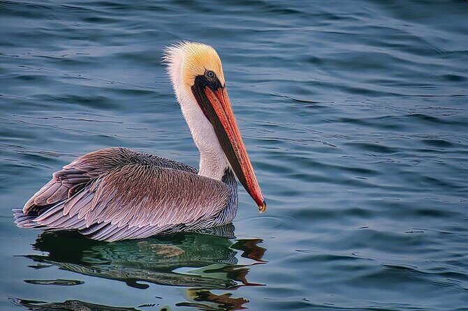 Smartphone Audio Driving Tour between San Francisco & Monterey - Final Thoughts: Is It Worth It?