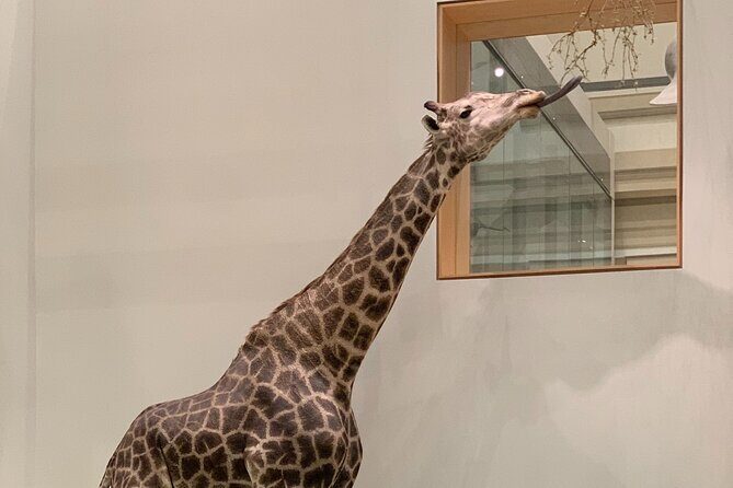 Smithsonian National Museum of Natural History with Guided Tour - Authentic Experiences and Real-World Insights