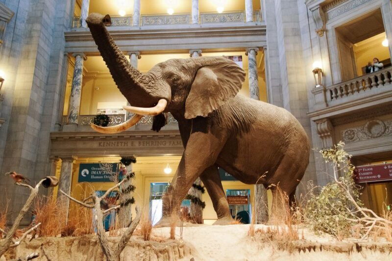 Smithsonian Natural History Museum Tour Semi-Private 8ppl - Who Will Benefit Most From This Tour?