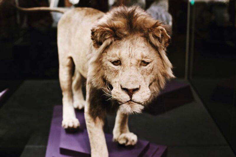 Smithsonian Natural History Museum Tour Semi-Private 8ppl - FAQ