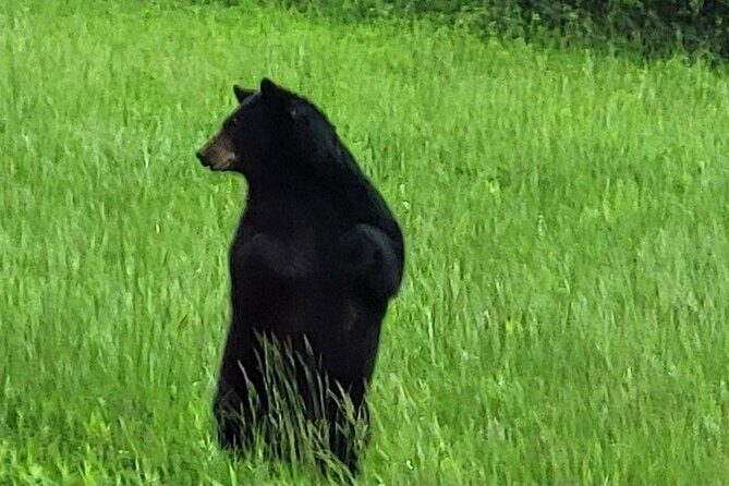 Smoky Mtn Cades Cove, RR/Logging Museum-Foothills Pky Spring Tour - FAQs