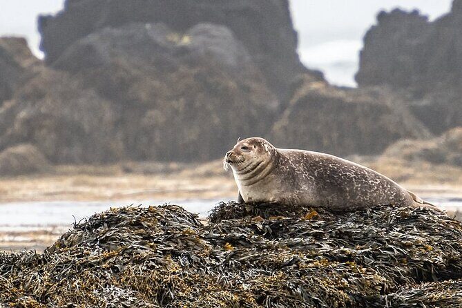 Snaefellsnes Peninsula Full Day Tour from Reykjavik - FAQs