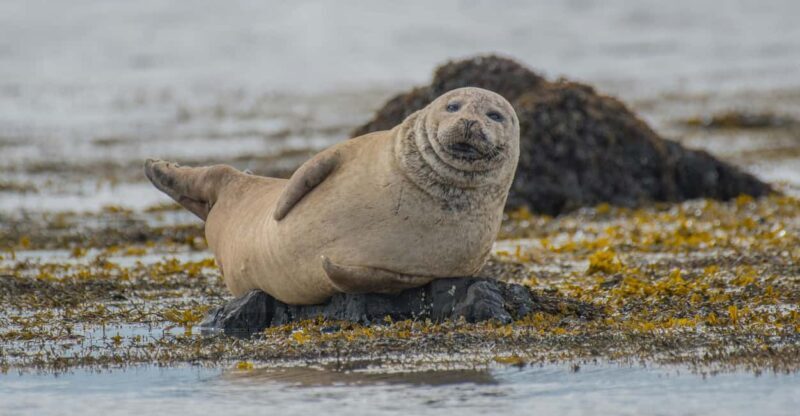 Snæfellsnes peninsula: Small Group tour by van - Who Will Love This Tour?