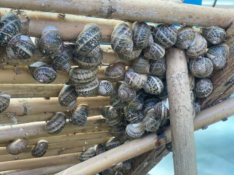 Snail and olive farm tour with table olives & homemade sweet - What You Can Expect: Craftsmanship, Culture, and Connection