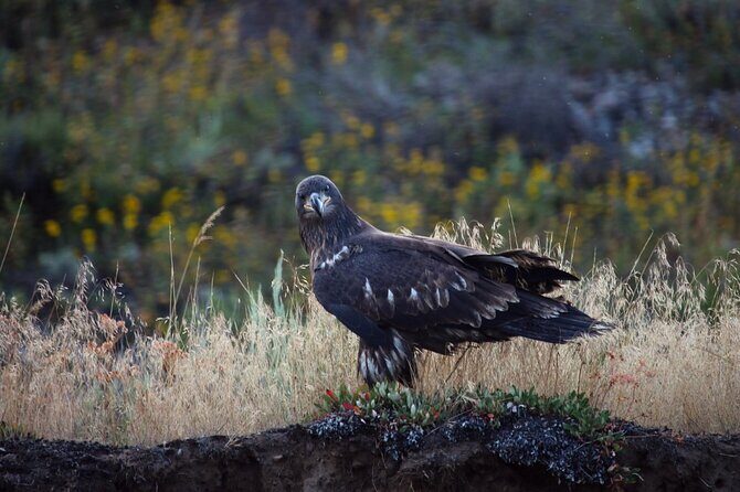 Snake River Scenic Float with Chairs - Key Points