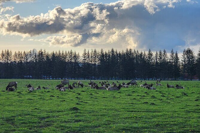 Snoqualmie Falls VIP Tour and Hiking Escape Up to 7 Passengers - Final Thoughts: Is This the Right Tour for You?