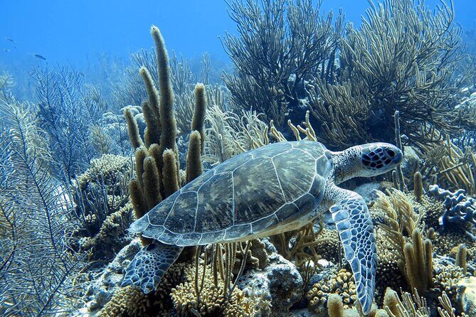 Snorkel Adventure at Bonaire Marine Park - Key Points