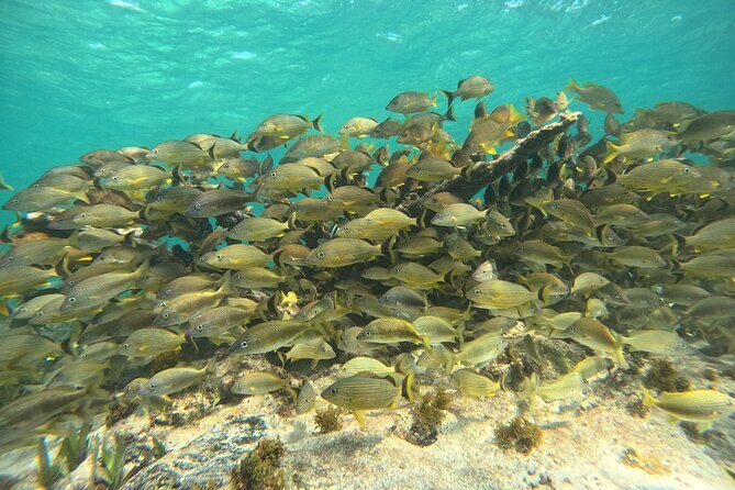 Snorkel Adventure in Cancun - Final Thoughts: Is It Worth It?