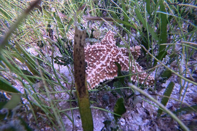 Snorkel Adventure in Cancun - Frequently Asked Questions