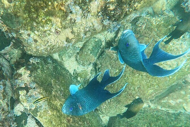 Snorkel Adventure in Marietas Islands or Punta Mita Reefs - Key Points