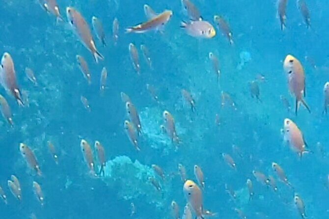 Snorkel Adventure in Marietas Islands or Punta Mita Reefs - A Deep Dive into the Snorkel Adventure: What to Expect