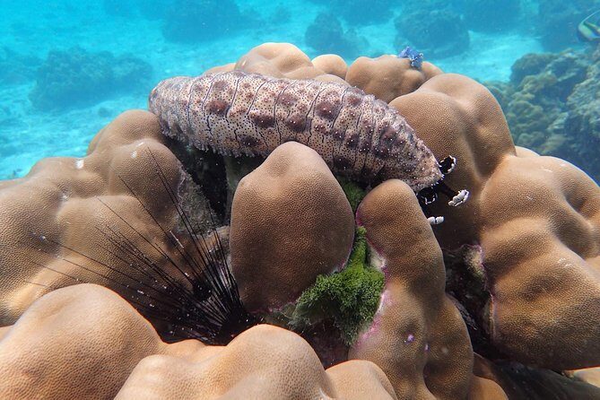 Snorkel Adventure Sea Tour to Koh Rok and Koh Haa from Koh Lanta - Final Thoughts