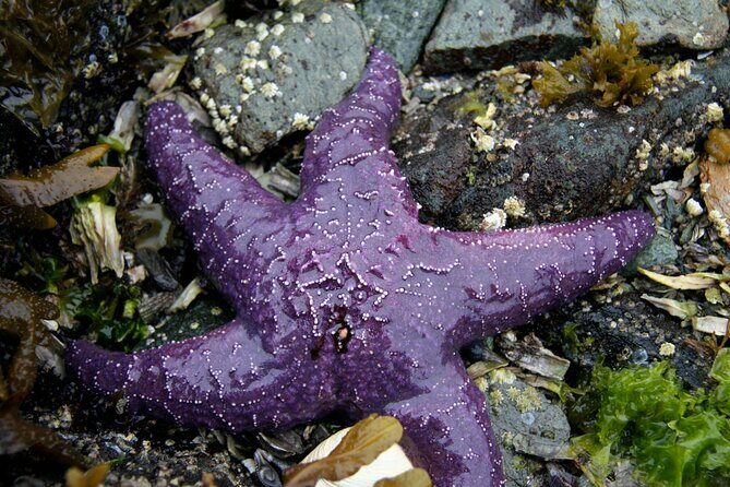 Snorkel Alaska - FAQs