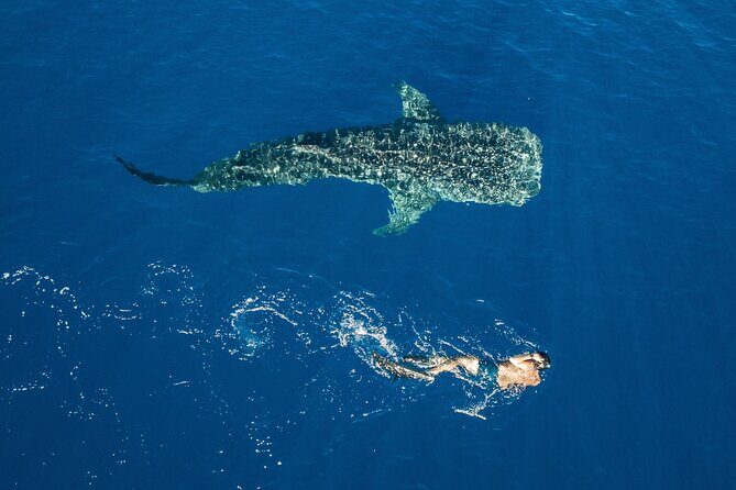 Snorkel and Swimming with Whale Shark in Cancun - Authentic Traveler Insights