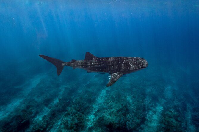 Snorkel and Swimming with Whale Shark in Cancun - Final Thoughts