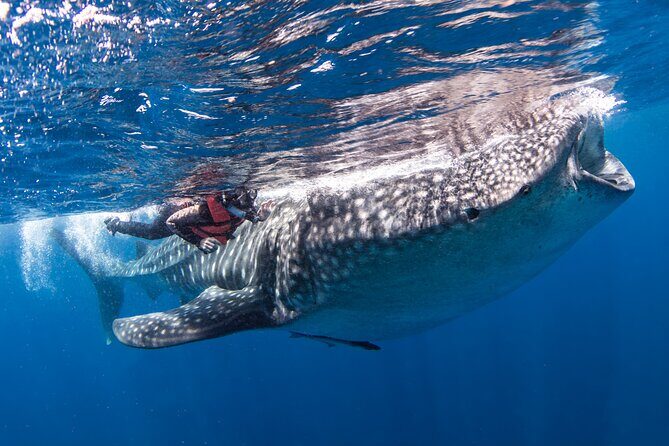 Snorkel and Swimming with Whale Shark in Cancun - FAQ