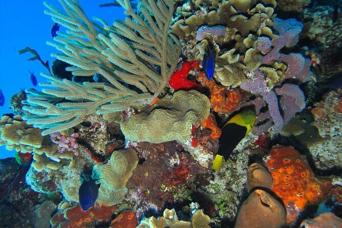 Snorkel at El Cielo in Cozumel with 2 more Reefs with Round Trip - Diving Into the Experience: What to Expect