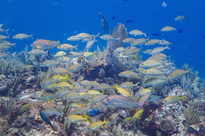 Snorkel at El Farito - The Lighthouse Reservation - FAQs