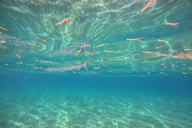 Snorkel at the Reef 2 HOURS Puerto Morelos National park - Frequently Asked Questions