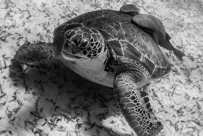 Snorkel boat tour in search of turtles - Frequently Asked Questions