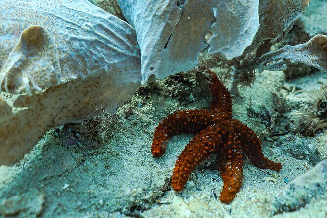 Snorkel Dive with Turtles - FAQ