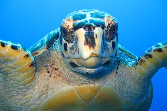 Snorkel Eco Tour - A Detailed Look at the Snorkel Eco Tour