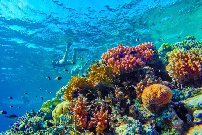 Snorkel Experience in Bonaire - Key Points