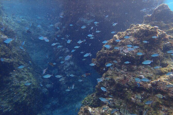Snorkel Experience in Lanzarote - Frequently Asked Questions
