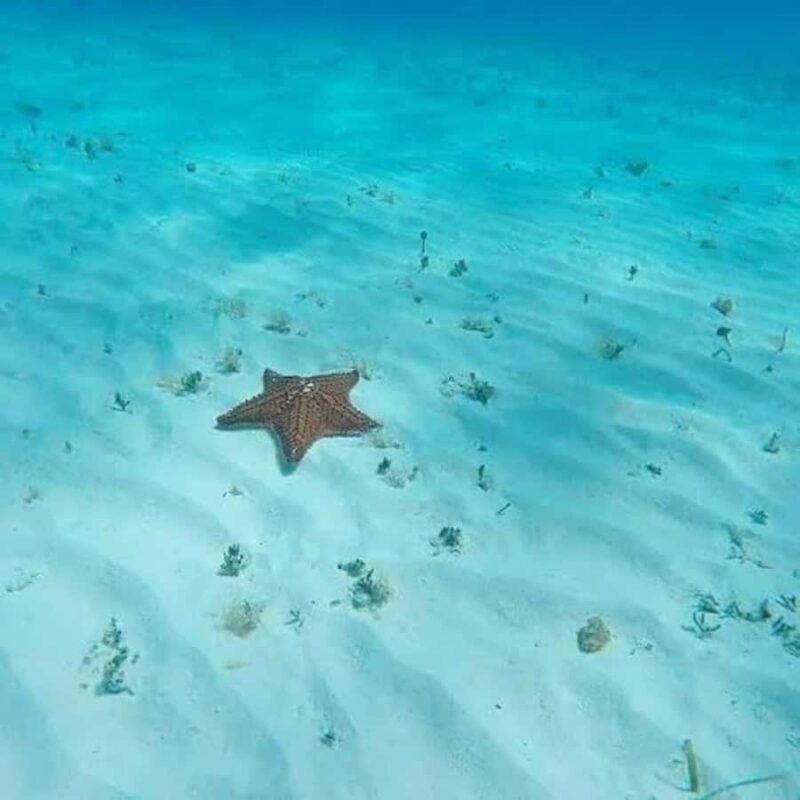 Snorkel in Cozumel and visit El Cielo - FAQ