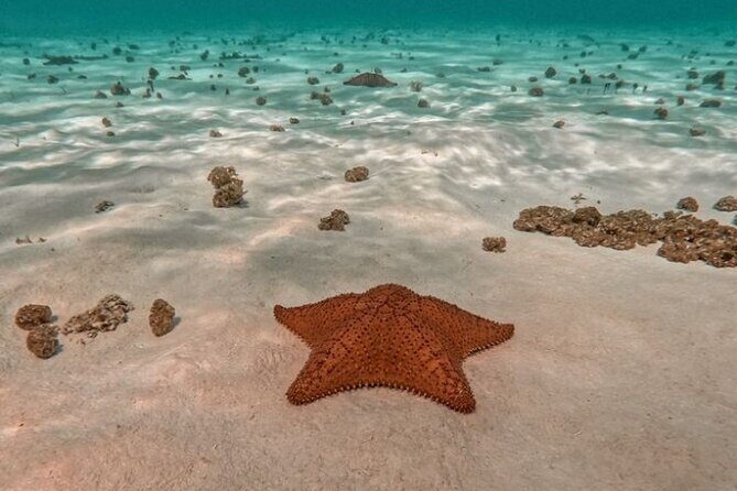 Snorkel in Paradise Cozumel El Cielito Palancar Reef Colombia - An In-Depth Look at the Snorkel in Paradise Tour