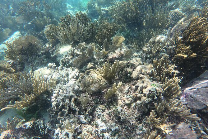 Snorkel in the beautiful reef of Puerto Morelos with transport - A Closer Look at the Snorkel Tour in Puerto Morelos