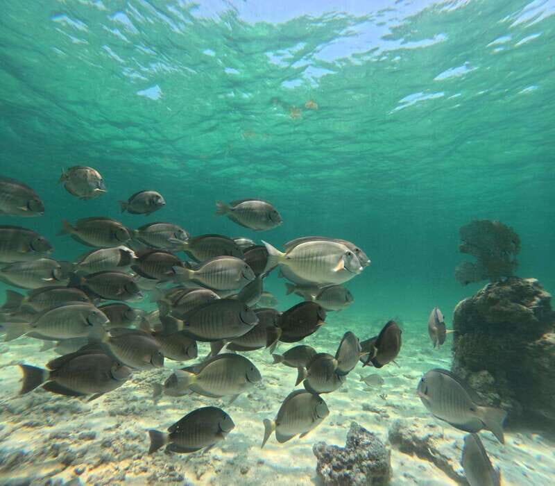 SNORKEL IN TULUM REEF, BOAT RIDE AND CALETA - Frequently Asked Questions