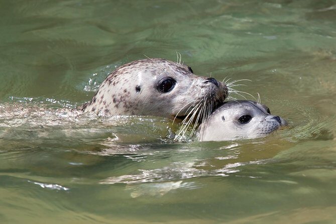 Snorkel, Kayak, and Seal Adventure: Vancouver Boat Tour - Final Thoughts: Is It Worth It?
