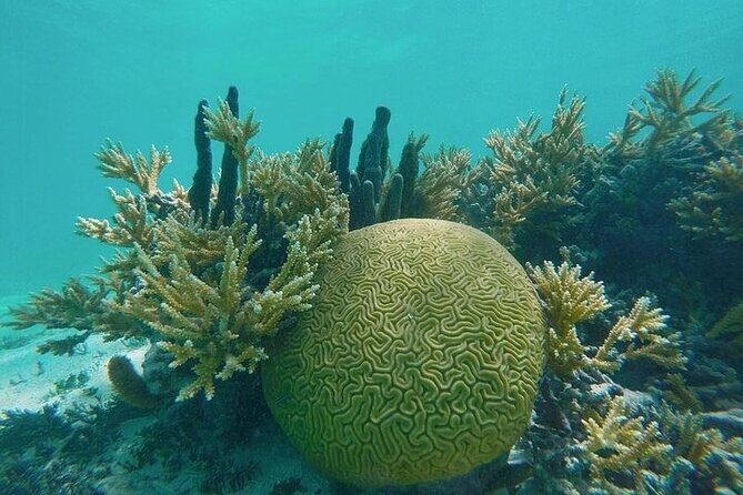 Snorkel - Lobster Lunch Cruise to Bird Island and Paradise Reef - In-Depth Review of the Snorkel-Lobster Lunch Cruise