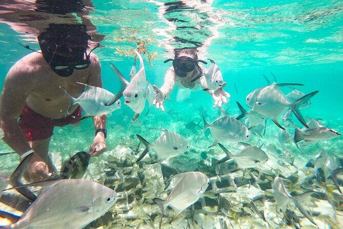 Snorkel Lovers for All Ages & Premium Seafood Lunch in Punta Cana - Potential Drawbacks or Considerations