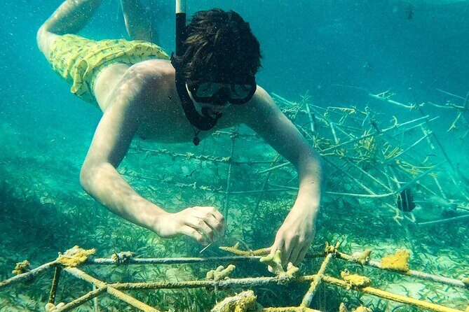 Snorkel Lovers for All Ages & Premium Seafood Lunch in Punta Cana - Who Should Consider This Tour?