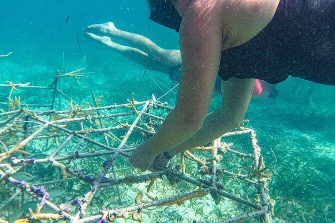 Snorkel Lovers for All Ages & Premium Seafood Lunch in Punta Cana - Final Thoughts