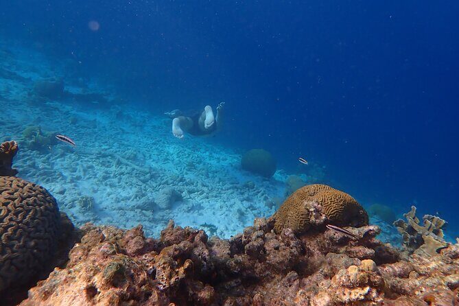 Snorkel marathon - An In-Depth Look at the Snorkel Marathon Experience