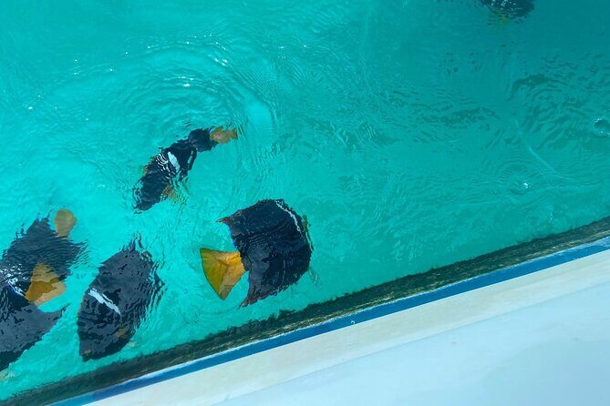 Snorkel & Playa Nopalera  Private Tour  Punta Mita - An In-Depth Look at the Tour Experience