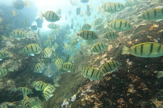 Snorkel Privately in Cabo San Lucas - Frequently Asked Questions