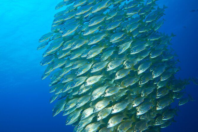 Snorkel Rental 24h, discover Tenerifes Ocean on your own! - Key Points