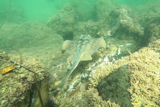 Snorkel San Diego's Mission Bay with a Marine Biologist - FAQs