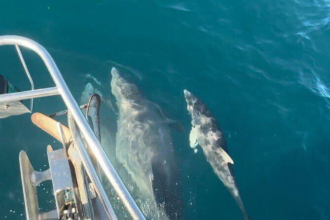 Snorkel, Swim & Dolphin Sightseeing Sail Aboard the Daydreams - Final Thoughts