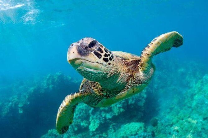 Snorkel/Swim with the Turtles Experience - Key Points
