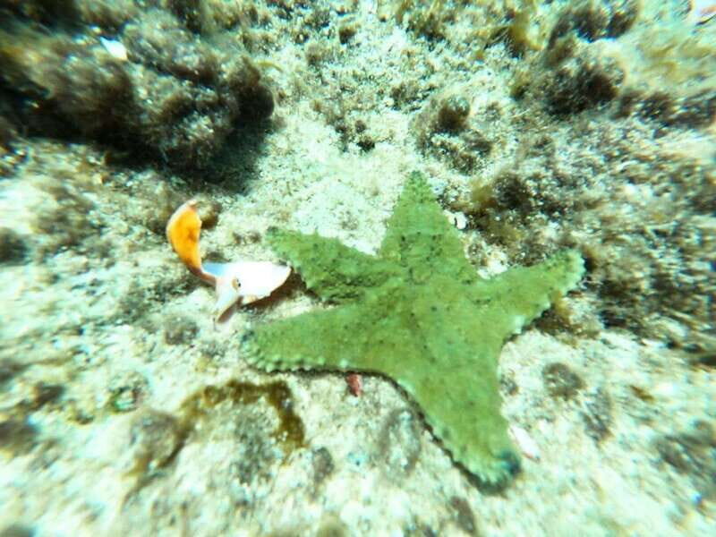 SNORKEL & TEQUILA TASTING - Snorkel & Tequila Tasting: A Balanced Day of Marine Life and Mexican Spirits in Cozumel