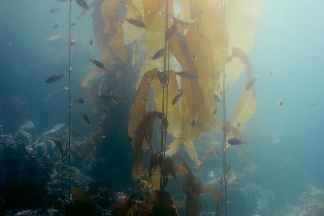 Snorkel Tour at Magic Island - Snorkel Tour at Magic Island: An Underwater Adventure in Sitka