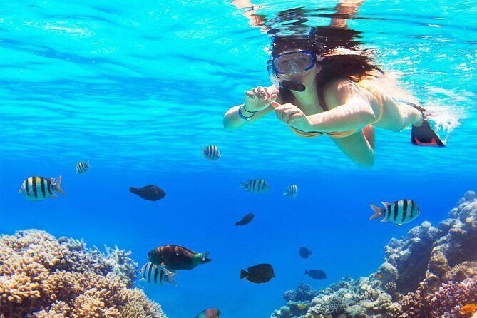 Snorkel Tour in Cozumel - Authentic Experiences and Genuine Feedback
